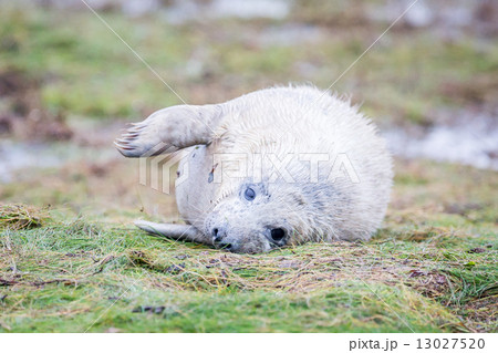 Grey Seals At Donna Nook 13027520