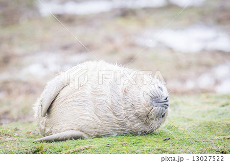 Grey Seals At Donna Nook 13027522