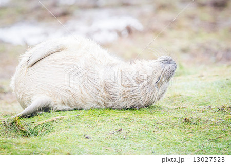 Grey Seals At Donna Nook Grey Seals At Donna Nook 13027523
