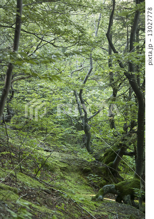 Twisted Woods 13027778
