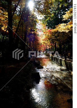 小国神社の紅葉 13027851