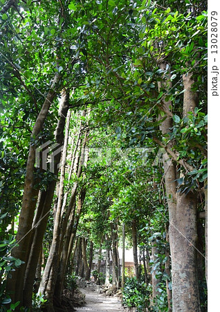 フクギの並木道(沖縄県国頭郡本部町備瀬) フクギの並木道(沖縄県国頭郡本部町備瀬) 13028079