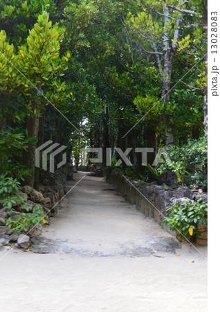 フクギの並木道(沖縄県国頭郡本部町備瀬) フクギの並木道(沖縄県国頭郡本部町備瀬) 13028083