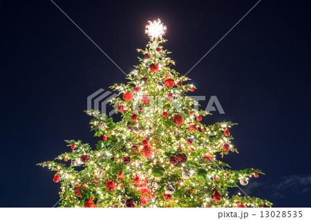 クリスマスツリー 13028535