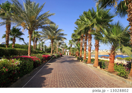 Palm trees and footway, Sharm el Sheikh, Egypt 13028802