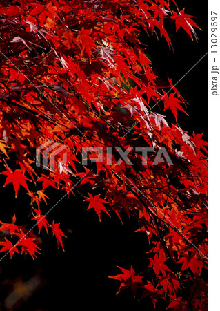 旧古河庭園の紅葉 旧古河庭園の紅葉 13029697