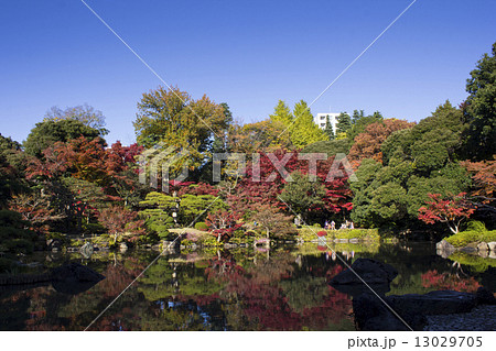 旧古河庭園の紅葉 旧古河庭園の紅葉 13029705