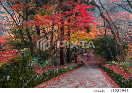 晩秋の鰐淵寺 晩秋の鰐淵寺 13029948