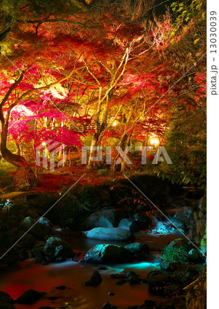 熱海梅園の紅葉(夜景) 熱海梅園の紅葉(夜景) 13030039