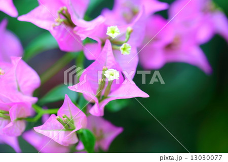 ブーゲンビリア・サンデリアナ 13030077