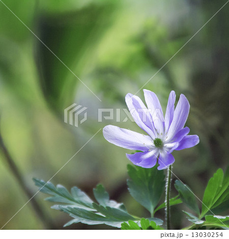 イチリンソウ 13030254