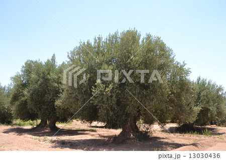 オリーブ畑 13030436