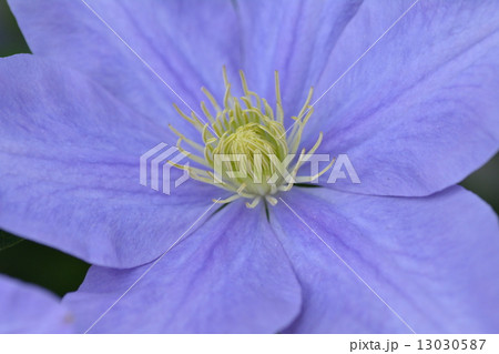 ツルニチニチソウ 13030587