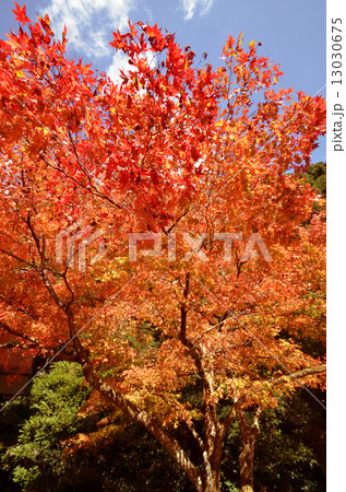 鞍馬山の紅葉 13030675