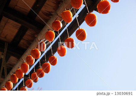つるし柿 13030691