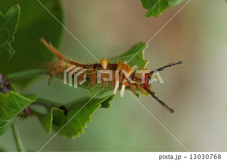 生き物　昆虫　コシロモンドクガ、「どうしてこうなったの？」と聞きたくなるような姿の幼虫です 13030768