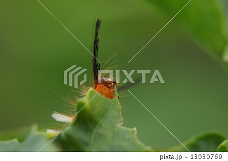 生き物 昆虫 コシロモンドクガ ハイビスカスをムシャムシャ食べています マンゴーの害虫として有 の写真素材