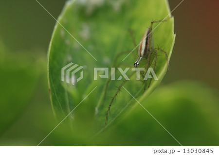 生き物　蜘蛛　シマササグモ、葉の上で昆虫類を待ち伏せしていますが危険を感じると素早く葉の裏に隠れます 13030845