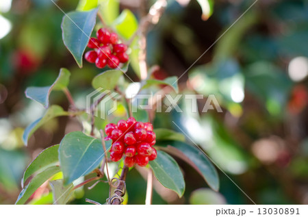 サネカズラの実 13030891