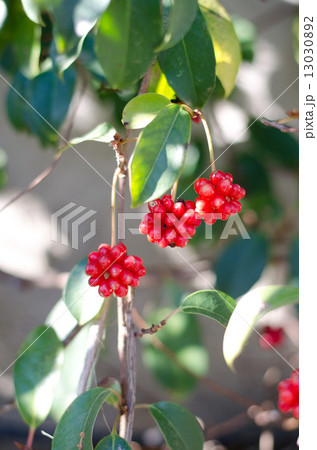 サネカズラの実 サネカズラの実 13030892