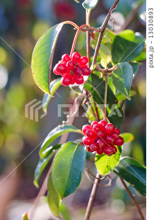 サネカズラの実 13030893