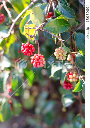 サネカズラ 13030894