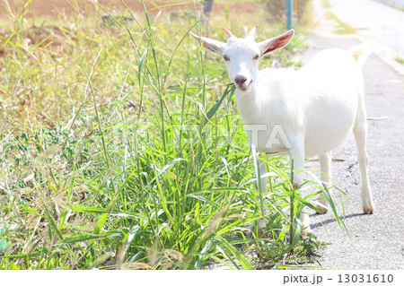 やぎ やぎ 13031610