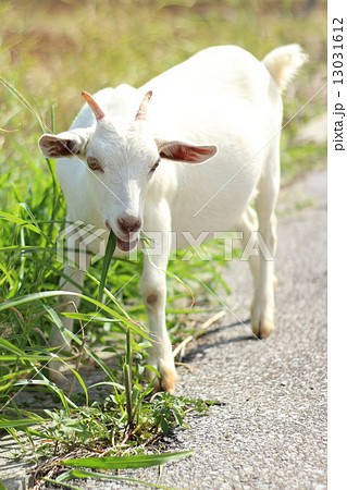 やぎ やぎ 13031612