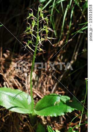 ジガバチソウ ジガバチソウ 13031658