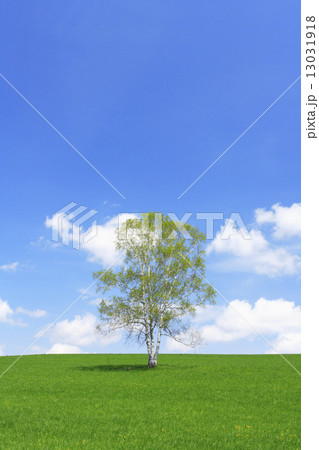 北海道　美瑛町　草原と一本の木 13031918
