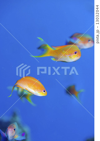 キンギョハナダイ 13032044