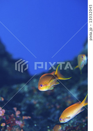 キンギョハナダイ キンギョハナダイ 13032045