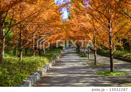 メタセコイアの並木道　紅葉の写真素材 13032287