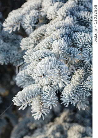 winter winter 13032868