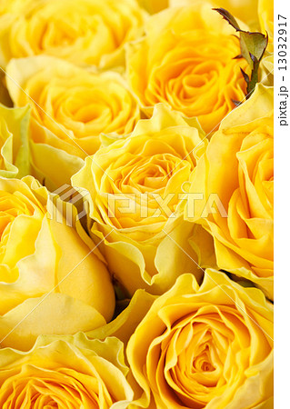 yellow roses yellow roses 13032917