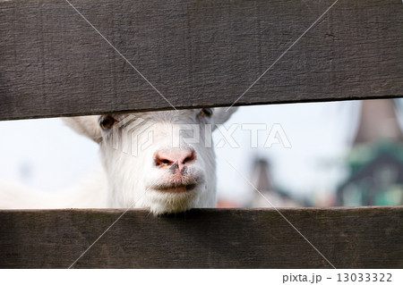 Portrait of a goat Portrait of a goat 13033322