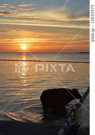 瀬底ビーチで水浴びをする闘牛（瀬底島／沖縄県国頭郡本部町） 13033575