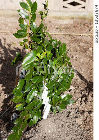 地鎮祭　盛り砂 13033674