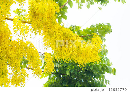 Golden flower or Cassia fistula 13033770