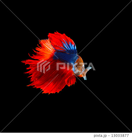 beautiful of red tail siamese betta fighting fish isolated on beautiful of red tail siamese betta fighting fish isolated on 13033877