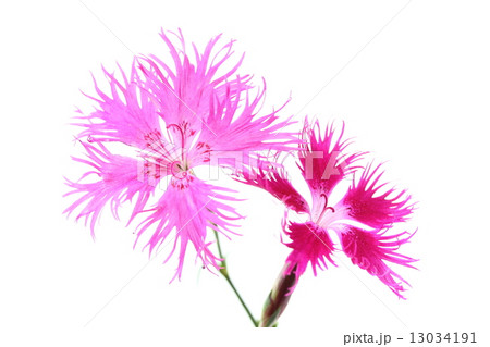 カワラナデシコ 13034191