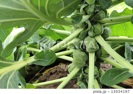 芽キャベツ 13034197