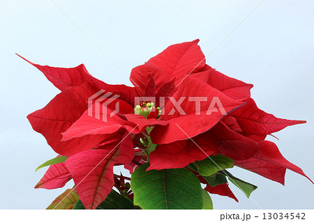 ポインセチア 13034542