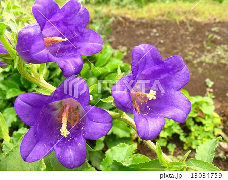 釣鐘形で紫色の花が下向きに咲きますの写真素材