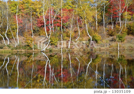 湖面に映る紅葉 13035109