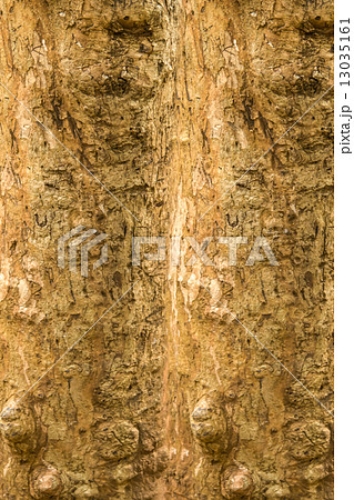 Stripes bark Stripes bark 13035161