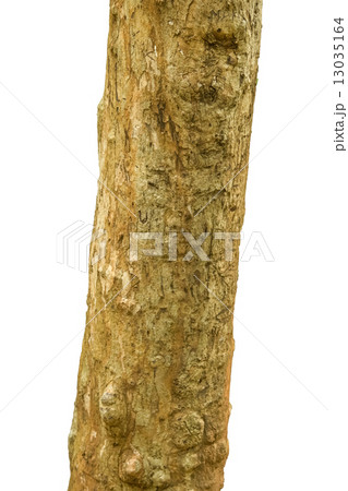 The tree trunk 13035164
