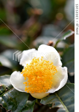 お茶の花 13035165