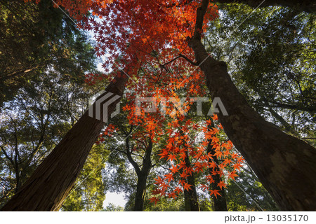 紅葉＿銀河のようなモミジ  13035170