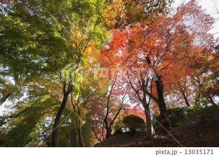 紅葉＿グラデーション  13035171